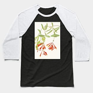 Coral honeysuckle - Botanical Illustration Baseball T-Shirt